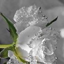 ���� Krasota, �����-���������, 40 ��� - ��������� 23 ������� 2025 � ������ ���� ����������