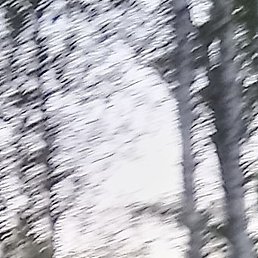 ��������, �����������, 38 ���