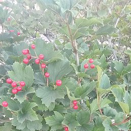 Natalya, ����������, 54 ����