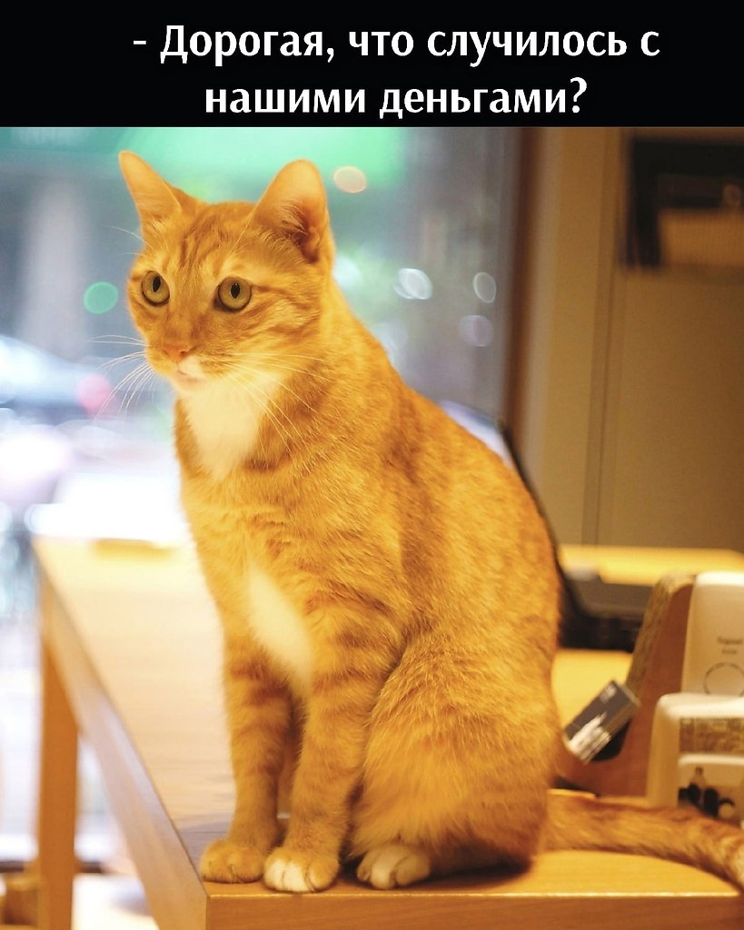 Без кота и жизнь не та - 11 июля 2025 в 10:48