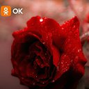 ���� ����, ������, 42 ���� - ��������� 4 �������� 2025 � ������ ���� ����������