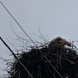 �����, ������� ��������, 31 ���