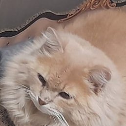 , 55, 