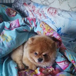 ���� ����, ���������, 39 ��� - ��������� 17 ������� 2023