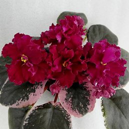 �������, ������� ��������