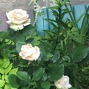 ���� ����, �����-���������, 70 ��� - ��������� 11 ���� 2024 � ������ ���� ����������