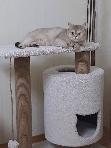 Сделал для любимого кота. Похоже, котику нравится - 4