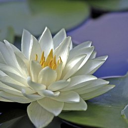 ������, �����, 50 ���