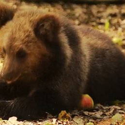 �����, ������, 42 ����