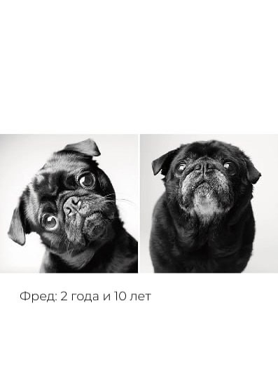 «Собачьи годы» — проект фотографа Аманды Джонс. Она снимает собак больше 27 лет, чтобы показать, как ... - 3