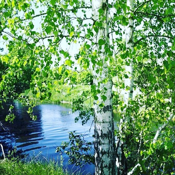 Не жалею, не зову, не плачу, Всё пройдёт, как с белых яблонь дым. Увяданья золотом охваченный, Я не ...