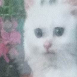 �����, ������, 70 ���