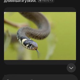 ������, ����, 51 ���