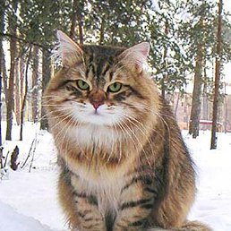 ����, ������, 26 ���