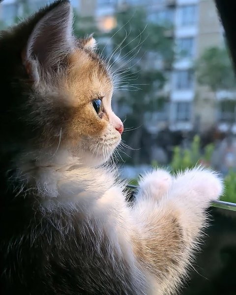 ����� ����