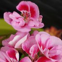 ���� Uegenia, ʸ���, 65 ��� - ��������� 22 �������� 2025 � ������ ���� ����������