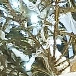 ������, ����, 32 ����