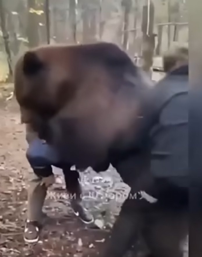 В лесу под Вологдой двое мужчин столкнулись с медведем – но вместо нападения хищник… начал с ними ...