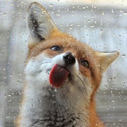 ����, ������ �������, 24 ����