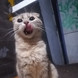 ���� �����, ������, 62 ���� - ��������� 23 ���� 2025