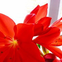 ������, ��������, 57 ���