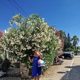 ���� �����, �����-���������, 52 ���� - ��������� 23 ���� 2026