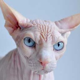 �����, ��������, 21 ���