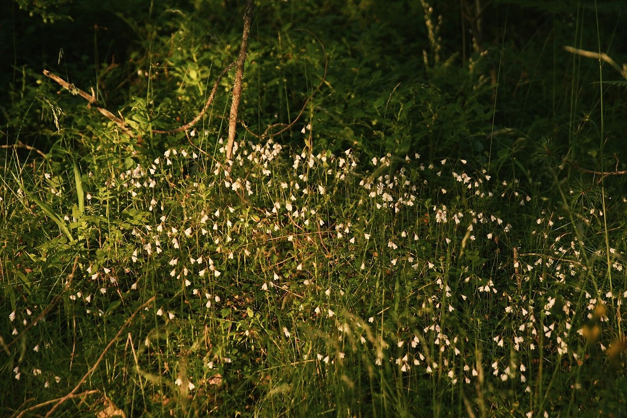 Мне нравится рано утром после чашки кофе ехать на машине по тихой дороге всего 20 минут до ... - 8