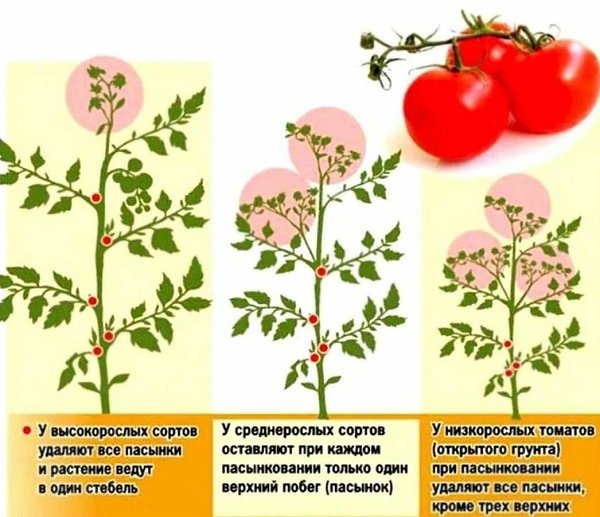 Нужно ли пасынковать детерминантные сорта томатов. Нужно ли пасынковать детерминантные сорта томатов