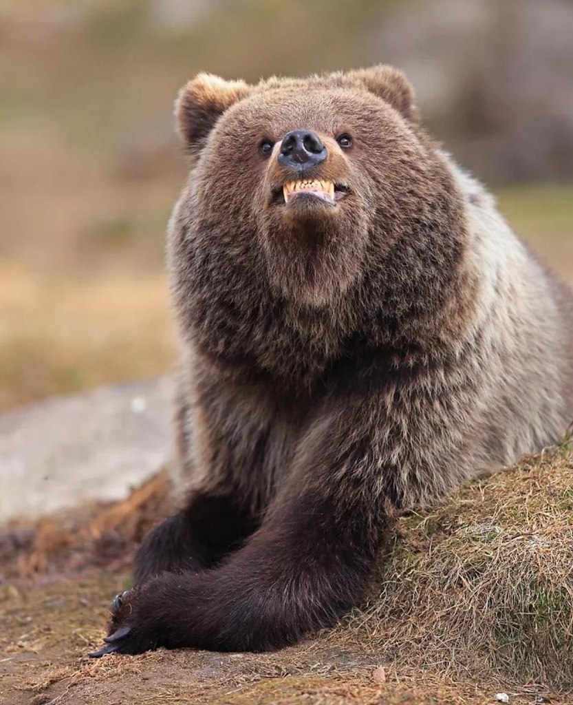 ����� ������ �������� �������! ����� ���� ��������� ������������ Nikon Comedy Wildlife Awards 2025 ... - 5