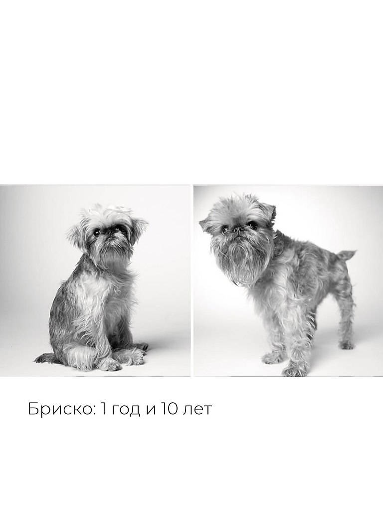 «Собачьи годы» — проект фотографа Аманды Джонс. Она снимает собак больше 27 лет, чтобы показать, как ... - 5