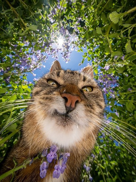 Котики такие:
