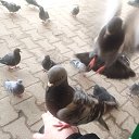 ���� �����, �������, 50 ��� - ��������� 12 ������� 2026