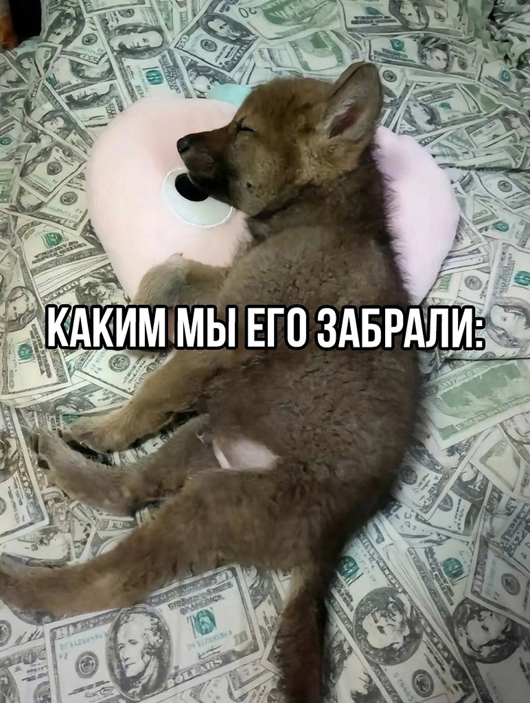 Милый был щенок, а оказался волк! - 2