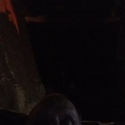 , 45, -