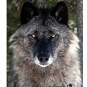 ���� �����, ������, 61 ��� - ��������� 17 ������ 2026 � ������ ���� ����������