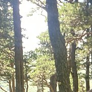 ��������, 57 ���, ������