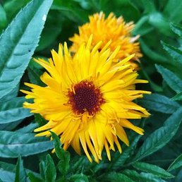 �������, ������, 38 ���