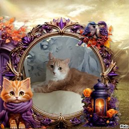 ��������, ����, 71 ���