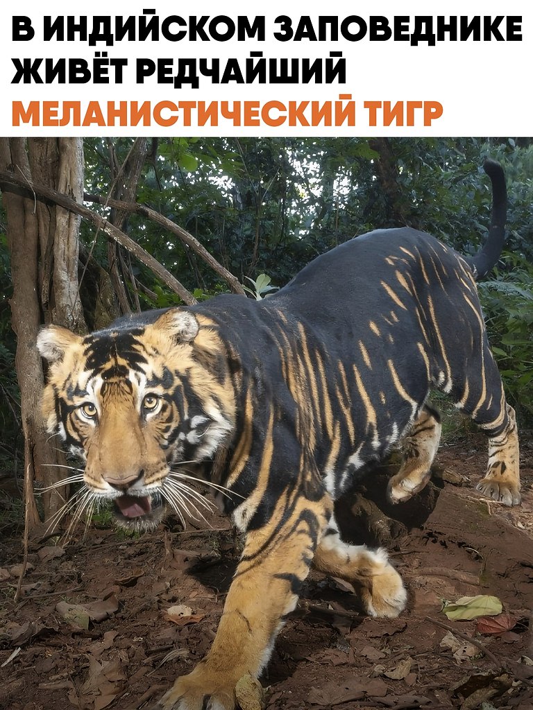 � ����� ������ ���������� ����������� �������� ���� ��������� ������� � ��������������� ����. ��� ...