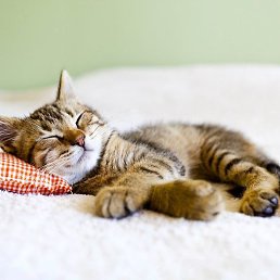 �����, ������, 52 ����