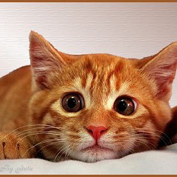 ���� ���������, �����������, 25 ��� - ��������� 16 ������� 2024