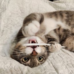 ����, �������, 37 ���