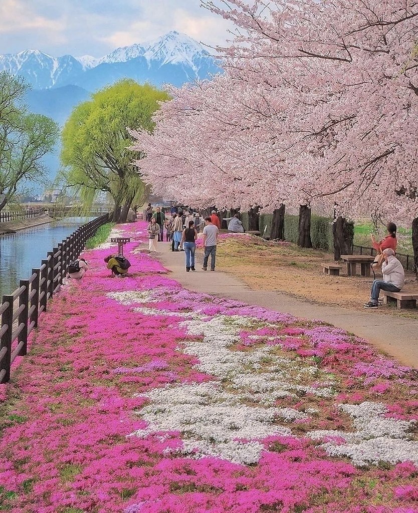 Цветочные парки Японии — это не просто сады. Это живые полотна, на которых природа и эстетика ... - 6