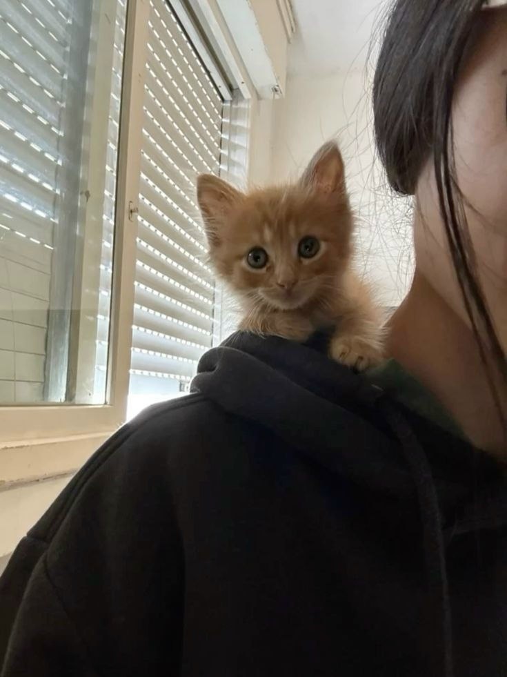 � � ���� ����� ���� �����