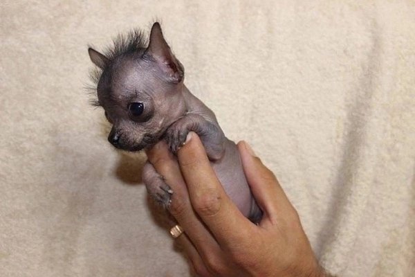Ксолоитцкуинтли - это одна из старейших пород собак на Земле, которую древние ацтеки считали ... - 4