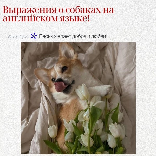 Несколько популярных выражений о собаках на английском языке, вместе с их переводом и объяснением: ...