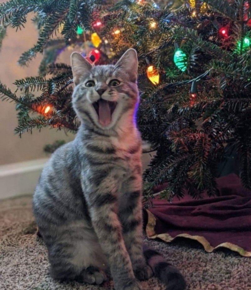   ,  ..  ,     ...)))     ?