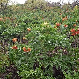 ����, ������, 35 ���