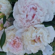 �����, 37 ���, ����������